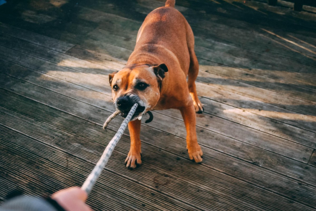Cachorro reativo: entenda o que é e quando procurar um adestrador