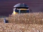 Safra de milho verão na Argentina perderá 570 mil hectares, diz Bolsa