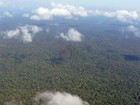 Florestas exploradas por madeireiras serão monitoradas no Amapá