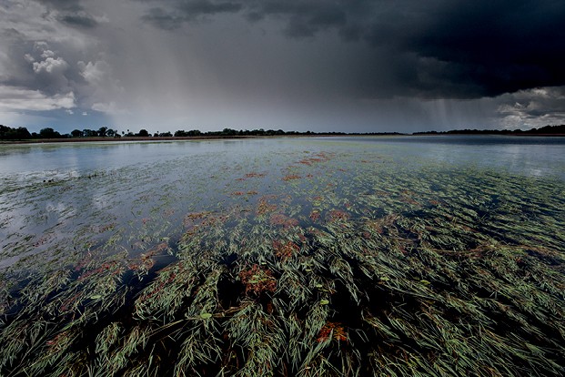Iniciativa “Documenta Pantanal” - Vazante do Mangabal: Durante o período das chuvas formam-se planícies temporárias na região de Nhecolândia (Foto: Luciano Candisani)
