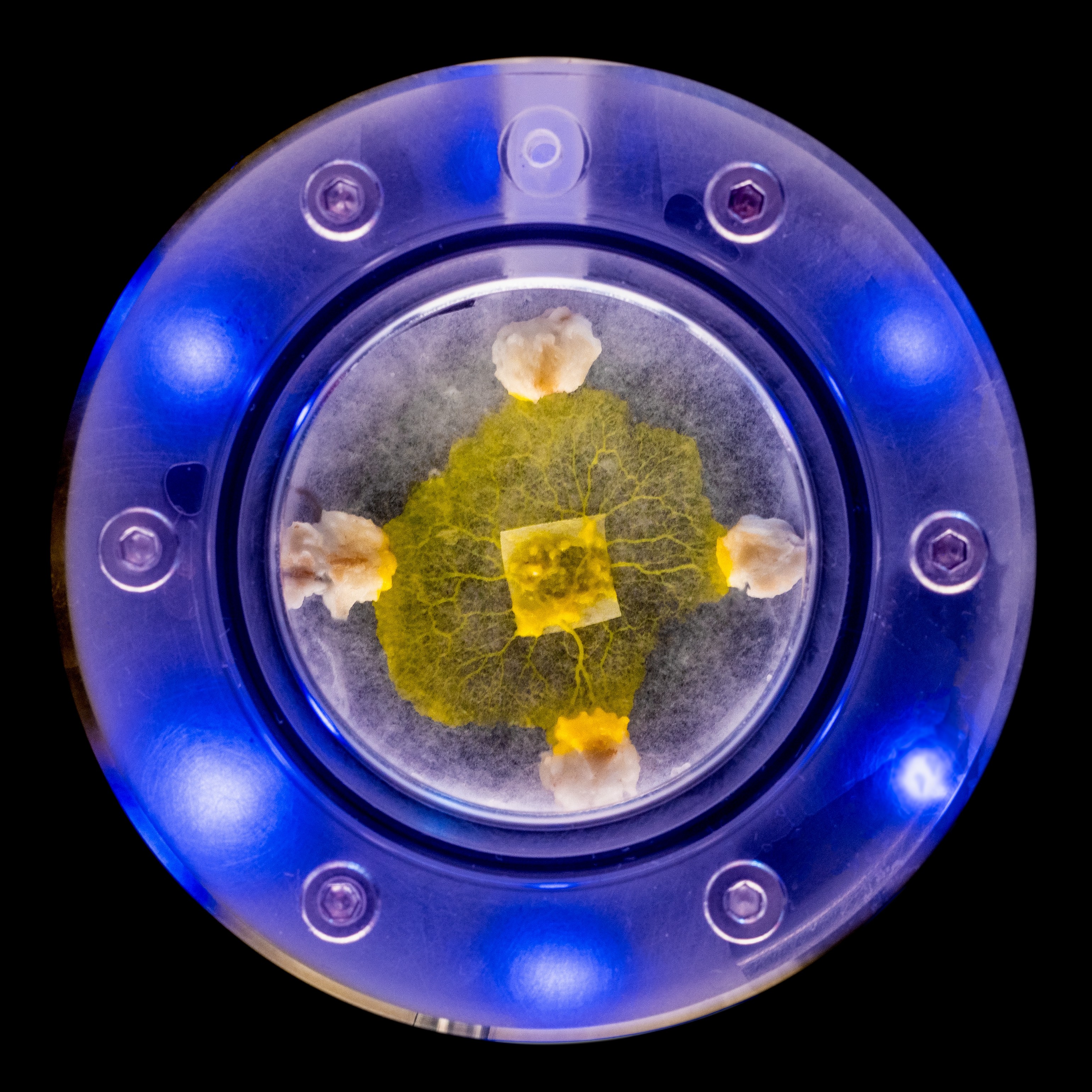 O organismo unicelular Physarum polycephalum, que será enviado à Estação Espacial Internacional (ISS) (Foto: Audrey Dussutour /French National Centre for Scientific Research (CNRS))