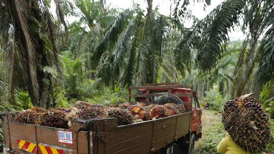 Indonésia suspenderá parte das licenças de exportação de óleo de palma