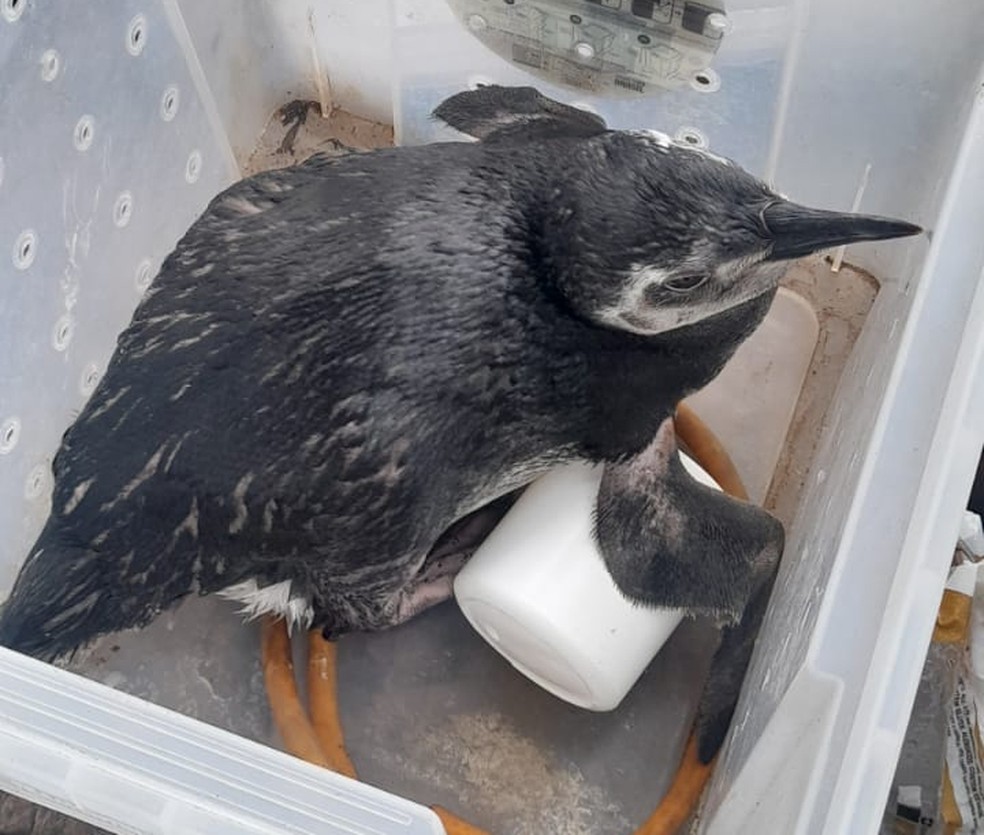 Terceiro pinguim é encontrado em Salvador em menos de uma semana | Bahia |  G1