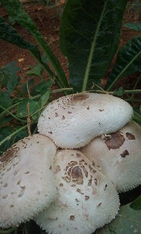 gr-responde- lepiota -cogumelo- espécie Agaricales (Foto: Amarilia Correa/Arquivo Pessoal)