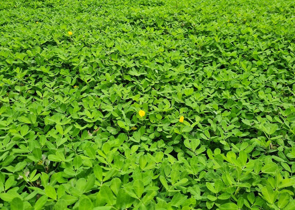 Resultado de 15 anos de pesquisa, nova cultivar é uma opção alimentar para bovinos, equinos e ovinos — Foto: Arquivo/Embrapa