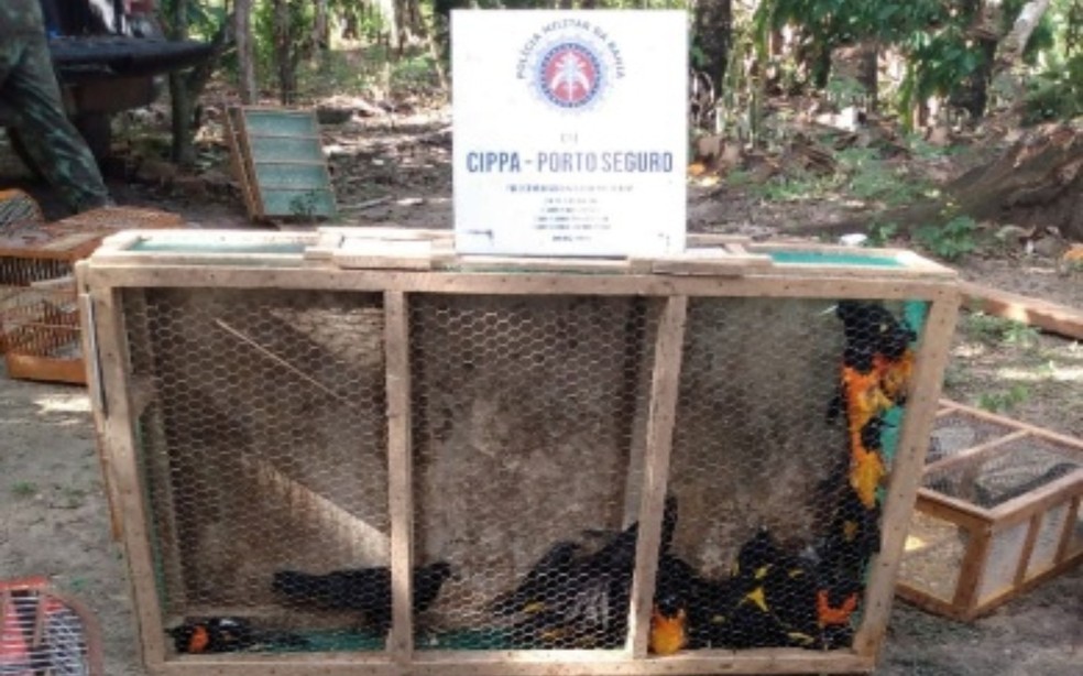Animais silvestres apreendidos pela PM em uma fazenda na cidade de Itapebi — Foto: Divulgação/Polícia Militar