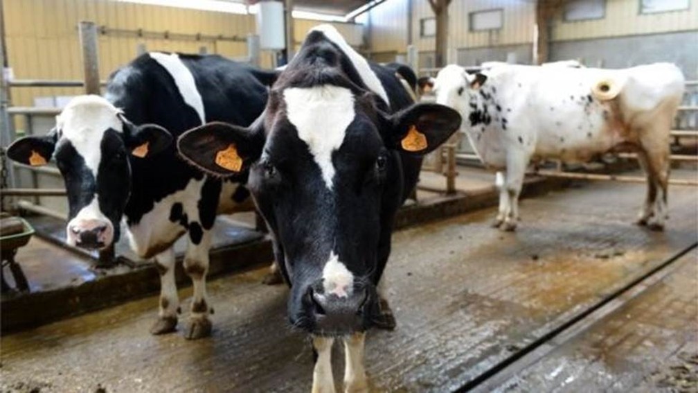 Europeus criticam uso de hormônios de crescimento pelo setor de carnes brasileiro — Foto: AFP