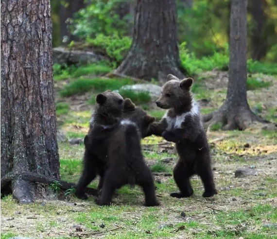 Fotógrafo flagra três ursinhos dançando em floresta (Foto: Reprodução )