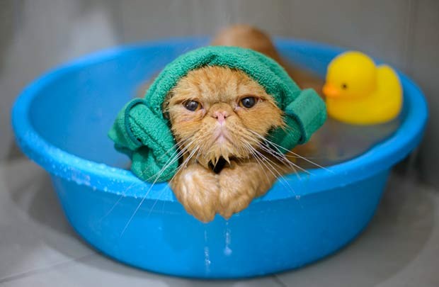 gato-banho (Foto: Thinkstock)