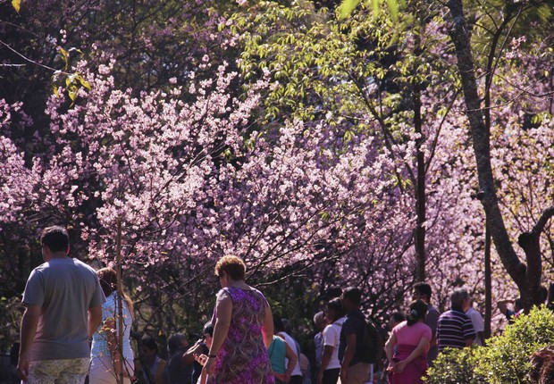 Festival das Cerejeiras no Parque do Carmo, na zona leste de São Paulo (Foto: SECOM)