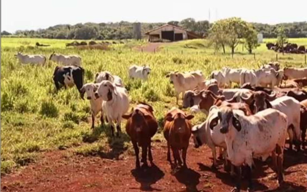 Leilão de gado em Goiás — Foto: Reprodução/TV Anhanguera