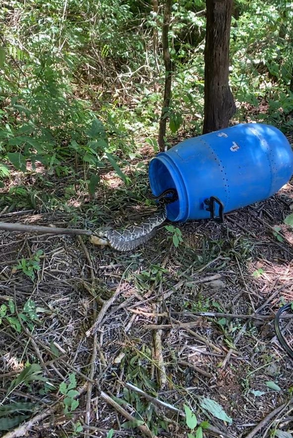 Bombeiros Capturam Cobra Cascavel No Quintal De Casa Em Montes Claros Grande Minas G1