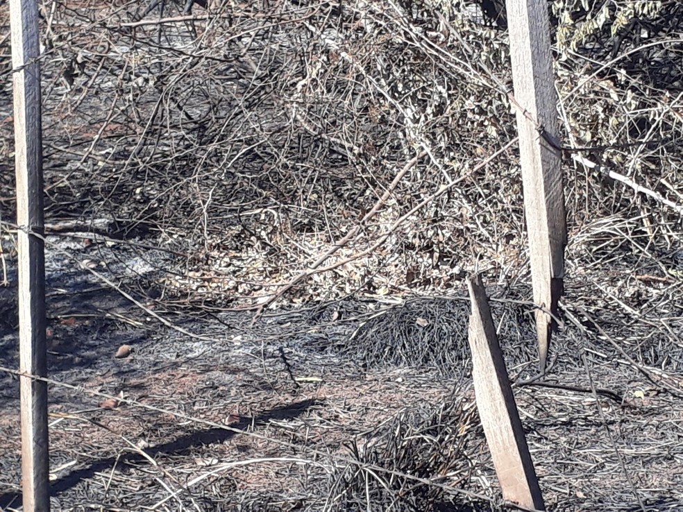 Polícia Ambiental aplica multas no Oeste Paulista devido ao uso de fogo — Foto: Polícia Ambiental 