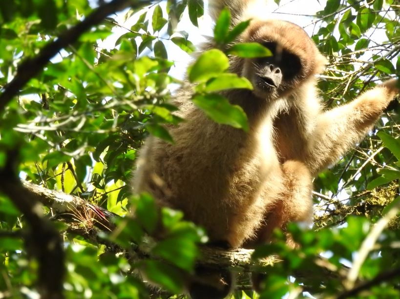 Um primata muriqui-do-sul curioso avistado na reserva  (Foto: Miguel Flores)