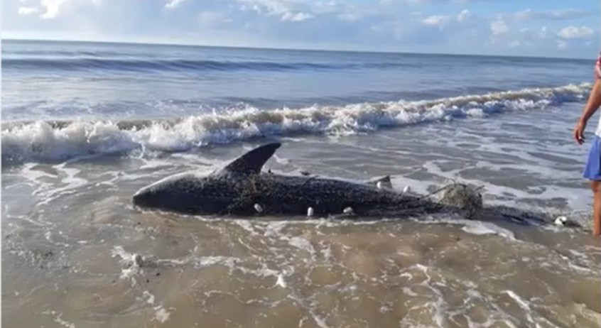 Tubarão com mais de 3,5 metros de comprimento é encontrado morto no litoral de Prado, no sul da Bahia