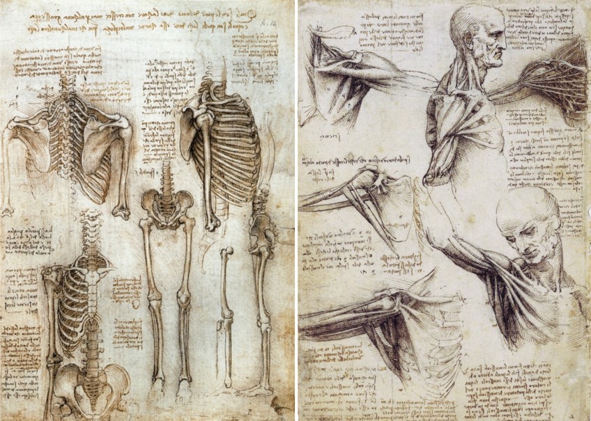 Desenhos anatômicos de Leonardo da Vinci (Foto: Reprodução)