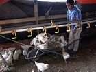Falta de ração provoca morte de milhares de frangos no Paraná