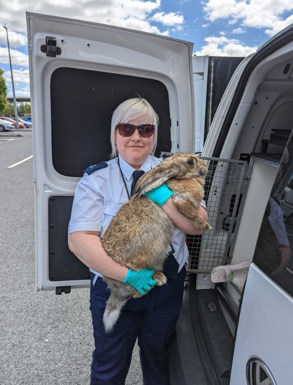 UK NGO rescues 47 giant rabbits after alleged mistreatment (Photo: Breeding/People/Courtesy of RSPCA)