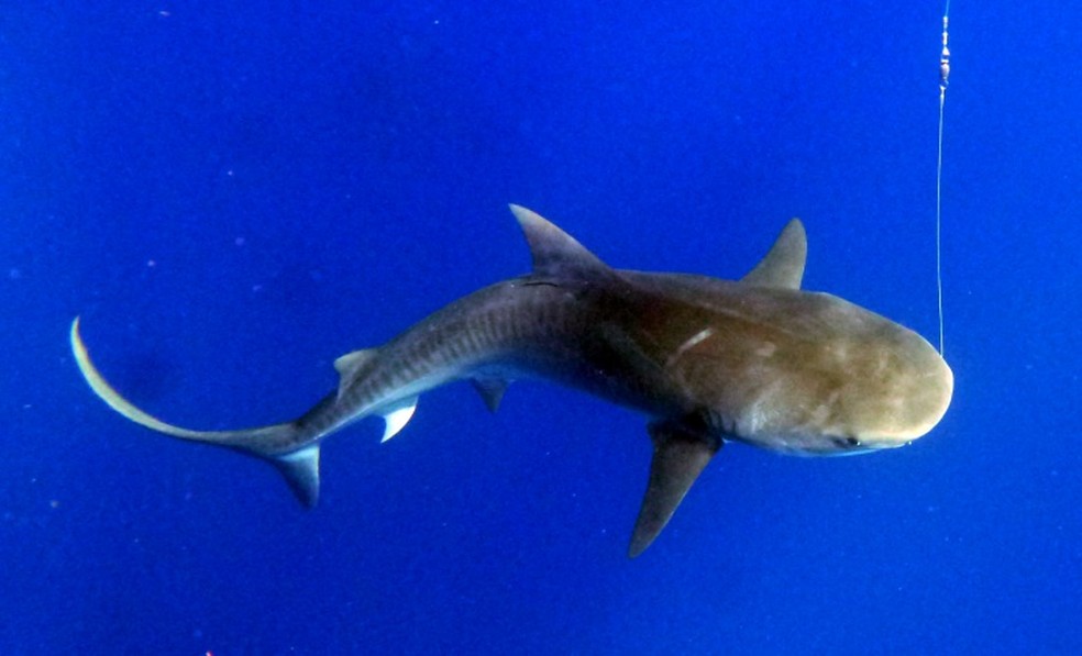 Tubarão-tigre capturado em Fernando de Noronha para estudo — Foto: André Afonso/Acervo pessoal