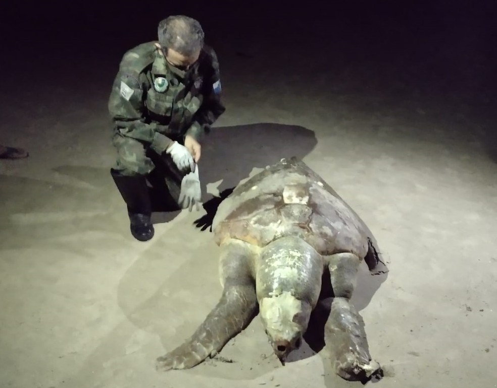 Carcaça de animal foi recolhida da praia e levada para estudos — Foto: Ascom SFI