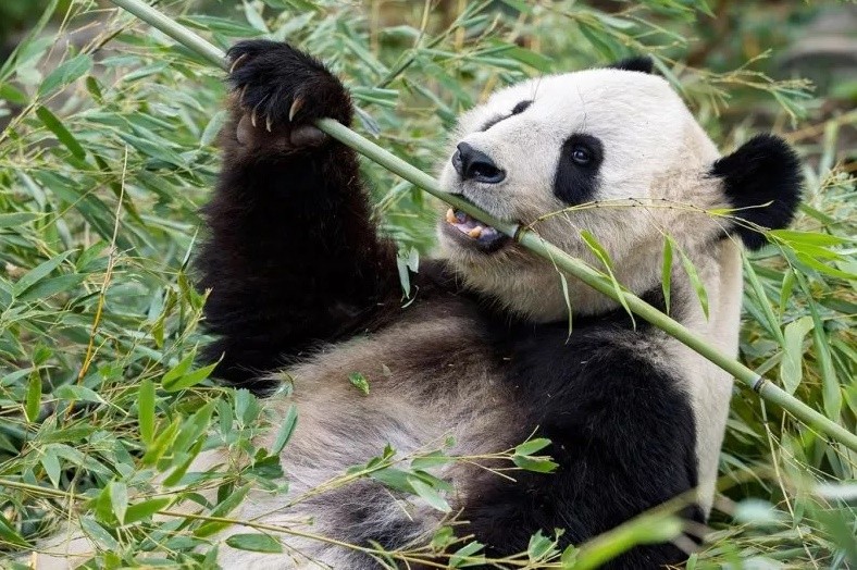 Os pandas do zoológico comem cerca de 30 toneladas de bambu (Foto: Daniel Zupanc/Zenger News)