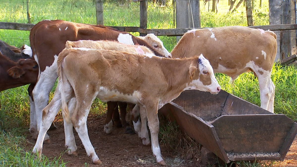 Produtores Paulistas Investem No Simental Nosso Campo G1