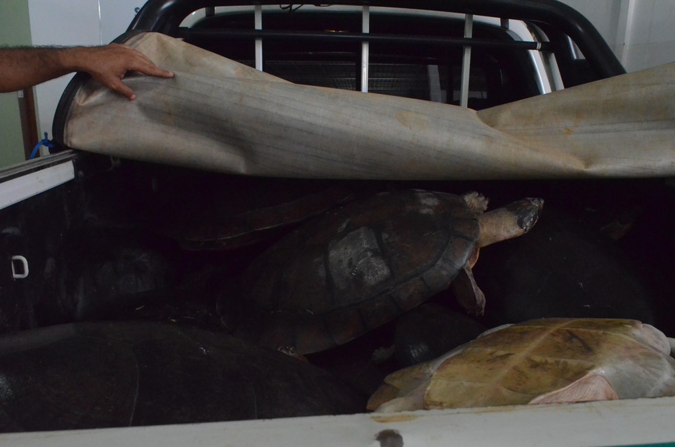 Tartaruga-da-amazonia resgatadas durante fiscalização em Santarém (Foto: Fábio Cadete/G1)