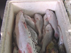 300 kg de peixes foram apreendidos pela Semma (Foto: Reprodução/TV Tapajós)