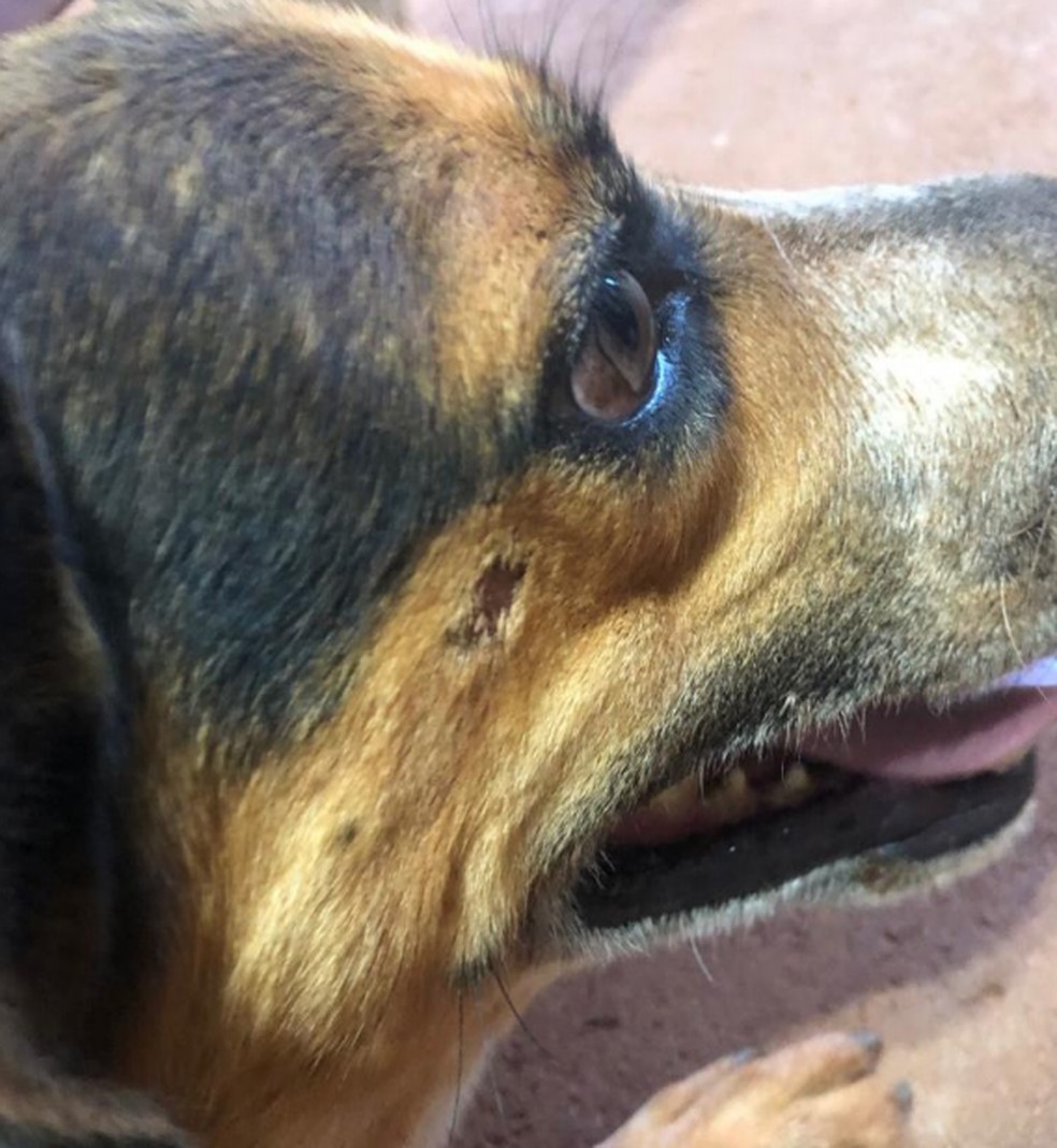 Cachorro ficou com ferimento na mandíbula após tiro de chumbinho em Pirajuí — Foto: Polícia Civil/Divulgação