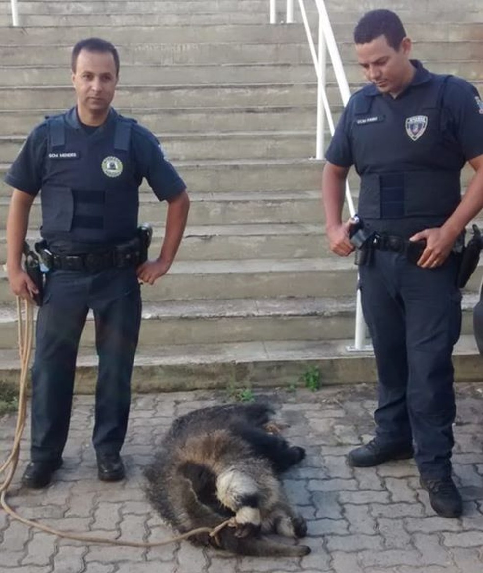 Caso ocorreu na manhã de sexta-feira (14) em Salto de Pirapora (SP) — Foto: Divulgação/GCM