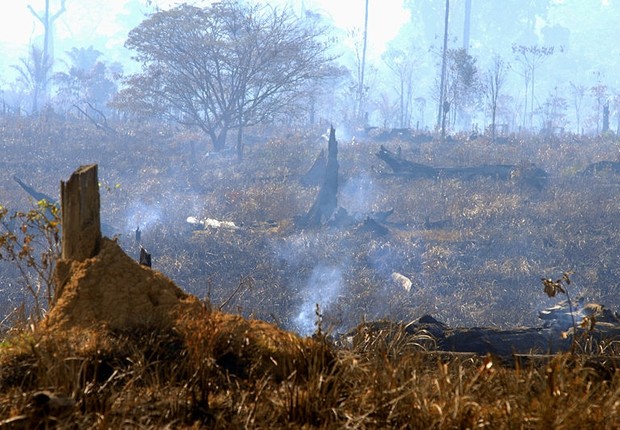 Pesquisadores do Inpe desenvolvem algoritmo regional para detectar mensalmente áreas de vegetação afetadas pelo fogo no país com base em dados de sensor embarcado em satélites da Nasa  (Foto: Valter Campanato/Agência Brasil)