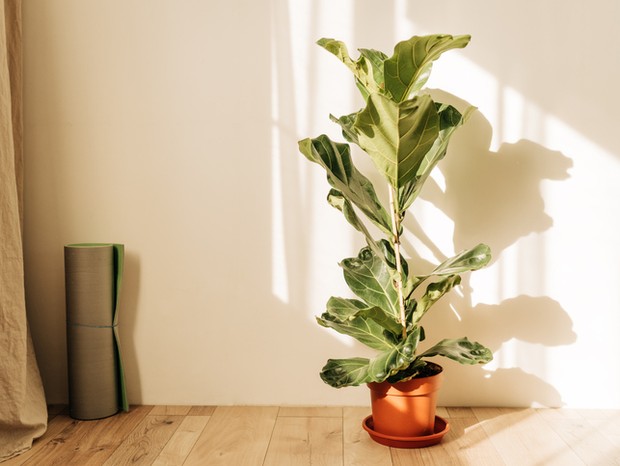 Ficus lirata in wickr pot on wooden table. Minimal. Front view. copy space. (Foto: Getty Images)