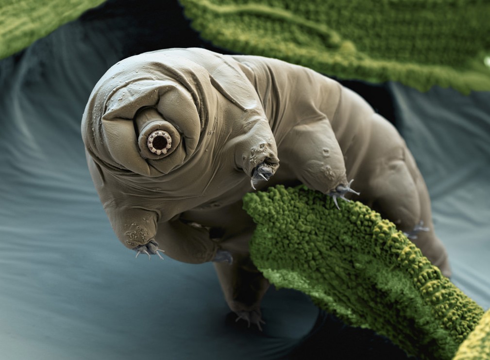 tardigrada (Foto: Flickr/Katexic Publications)