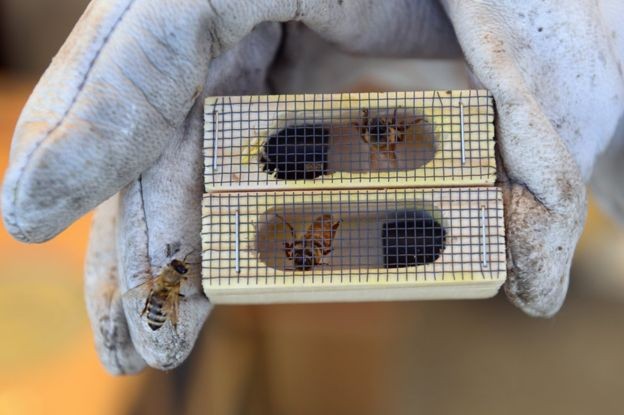 As abelhas-rainhas são peça importante na indústria do mel (Foto: Getty Images via BBC News)