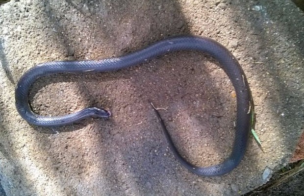 Gata matou cobra venenosa após réptil morder australiana (Foto: Reprodução/Facebook)