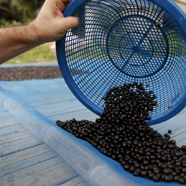 Os grãos do café Black Ivory Coffee (Foto: Divulgação)