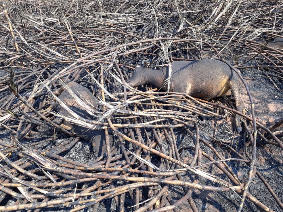 Animais morrem carbonizados em incêndio em Dracena — Foto: Irene de Oliveira/Cedida 
