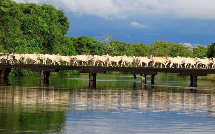 Programa de Carne do Pantanal é tema de palestra no Interagro 2022
