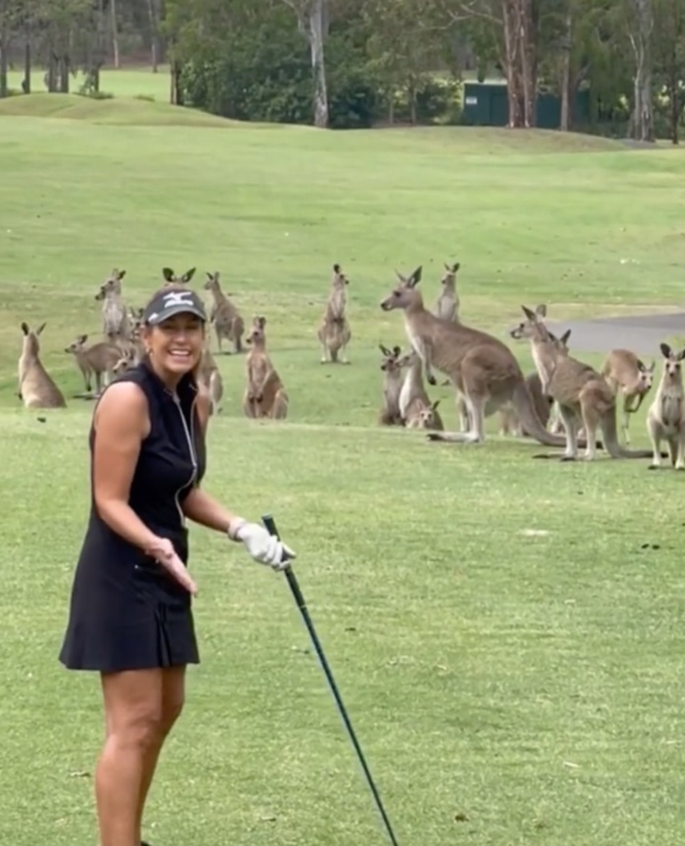 Cangurus interrompem jogo de golfe na Austrália — Foto: Reprodução