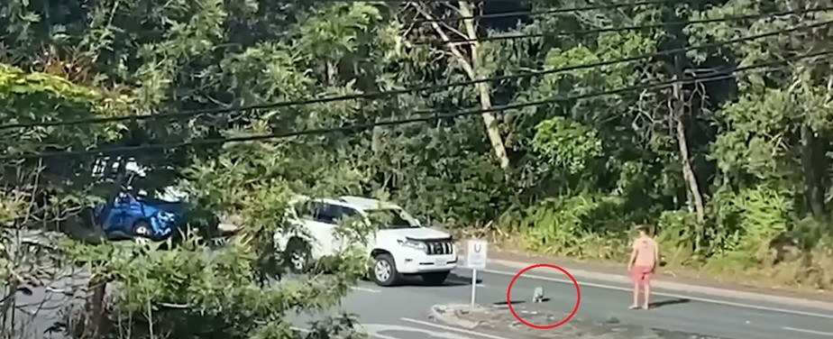 Homem parou trânsito em cidade na Austrália para coala poder atravessar com segurança