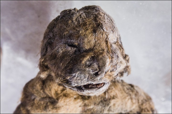 Rosto do filhote de leão da caverna  (Foto: Anastasiya Koryakina/Siberian Times)