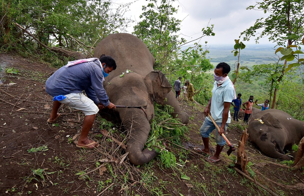 Homem usa machado para remover a tromba de um elefante que morreu possivelmente por um raio no sopé da reserva Kundoli, no distrito de Nagaon, no estado de Assam, na Índia, em 14 de maio de 2021 — Foto: Anuwar Hazarika/Reuters