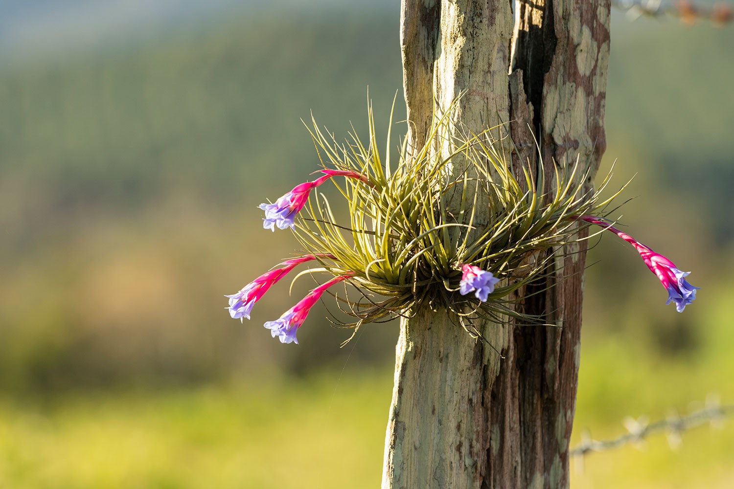 Tronco De Árvore Na Floresta Em Um Dia De Verão. Bushes E Flores