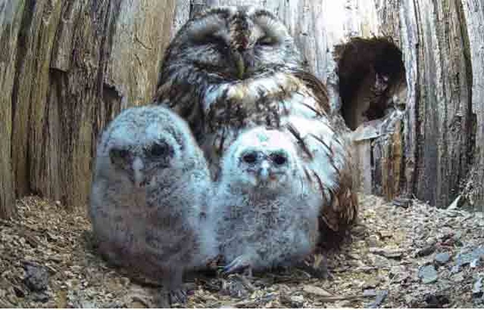 Família de corujas captadas nas filmagens: fofura cativa expectador.  — Foto: Robert E Fuller