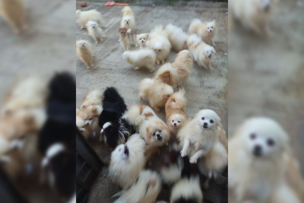 Mais de 50 cachorros são apreendidos em situação de maus-tratos em Botucatu; idosa foi presa — Foto: Polícia Civil/Divulgação