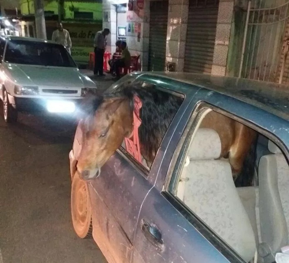 Homem colocou o cavalo no banco traseiro e dirigia pelo Centro de Três Pontas (MG). (Foto: Reprodução / Redes sociais)