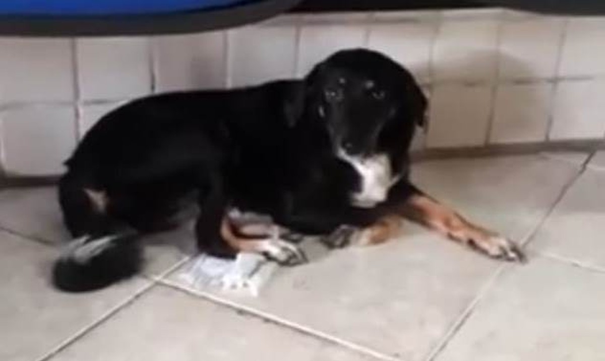 Vídeo De Sexo Homem Com Cachorra