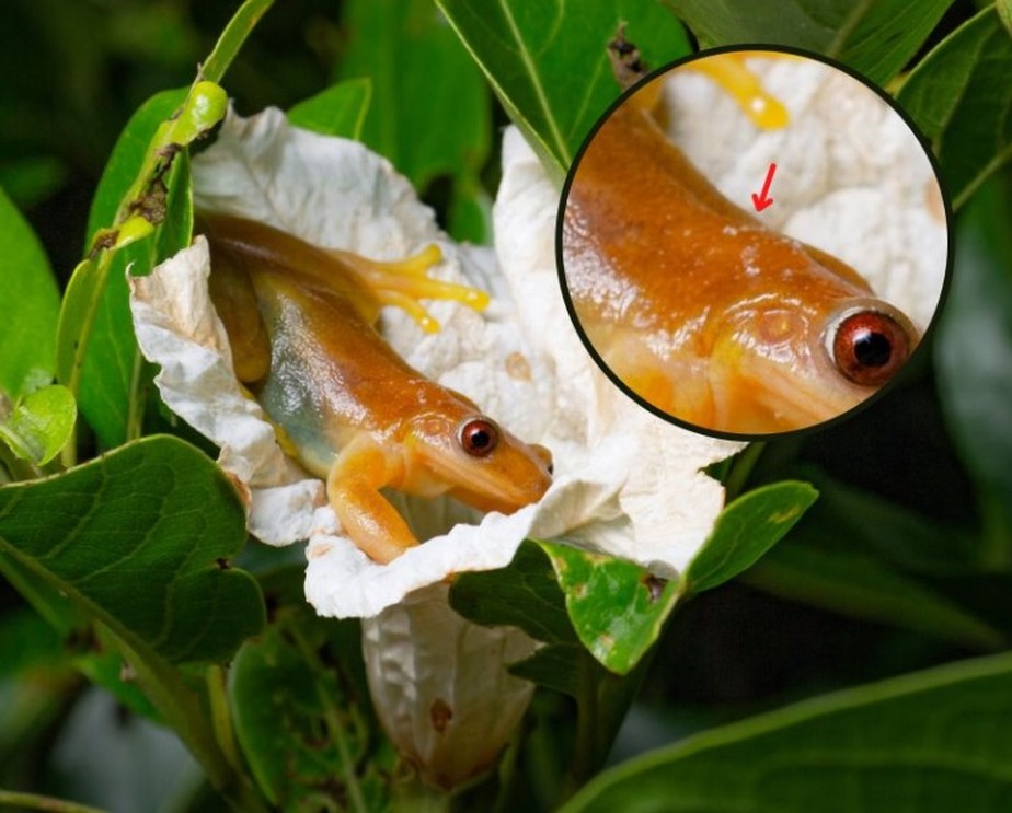 Perereca X. truncata se alimentando de uma pequena flor da planta Cordia taguahyensis, conhecida como frutinha do leite