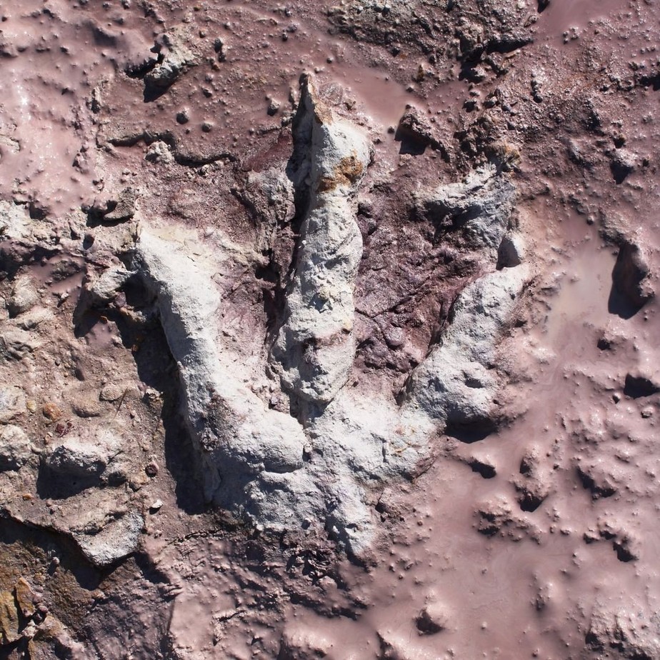 Geólogos descobrem 'tesouro' de pegadas de dinossauros na Polônia