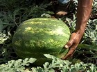 Tempo afeta produção de melancia de São Paulo